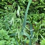 Avena sativa Flower