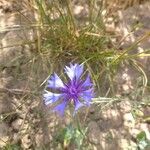 Cyanus segetumFlors