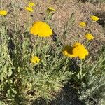 Achillea filipendulinaFlor