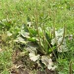 Plantago major ശീലം