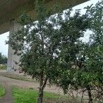 Malus domestica ᱛᱟᱦᱮᱸ