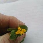 Coronilla scorpioides Floare
