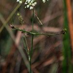 Cicuta bulbifera 花