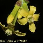 Ribes aureum Flower