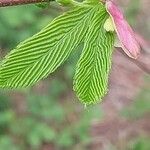 Acer carpinifolium Likasa