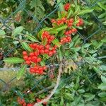 Pyracantha coccineaഫലം