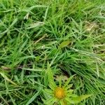 Bidens radiata Flower