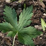 Geranium sylvaticum Feuille