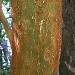 Luma apiculata ᱪᱷᱟᱹᱞᱤ