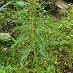 Pedicularis foliosa چھال