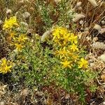 Hypericum perfoliatum Hábito