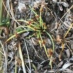 Cyperus subsquarrosus Plante entière