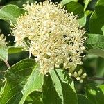 Cornus drummondii Blatt