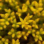 Sedum acre Flower