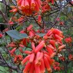Rhododendron keysii Bloem