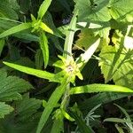 Helianthus angustifolius Foglia