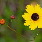 Coreopsis leavenworthii Flor