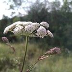 Seseli annuum Blüte