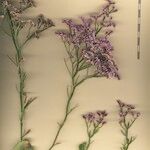 Limonium braunii Other