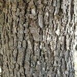 Quercus lobata Corteza