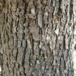 Quercus lobata Bark