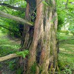 Metasequoia glyptostroboides പുറംതൊലി