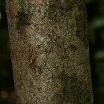 Inga huberi Bark