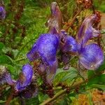 Aconitum napellus 花