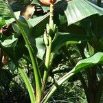 Musa ornata Fleur