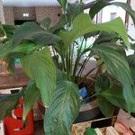 Spathiphyllum wallisii ഇല