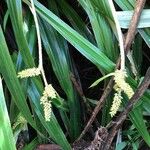 Astelia hemichrysa Flower