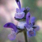 Salvia verbenaca 花