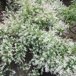 Salix integra Kvet