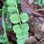 Sanguisorba minor Leaf