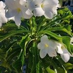 Plumeria obtusa Květ