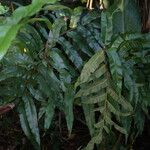 Thelypteris reticulata Лист