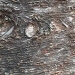 Araucaria cunninghamii Casca