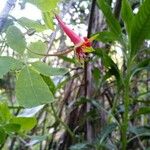 Tropaeolum pentaphyllum Flor