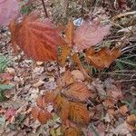 Rubus polonicus Leaf