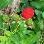 Rubus illecebrosus Фрукт