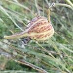 Gomphocarpus integer Fruit