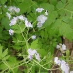 Phacelia bipinnatifida Flower