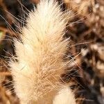 Lagurus ovatus (Fruit)