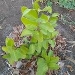 Coccoloba diversifolia Blad