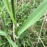 Phalaris arundinacea Feuille