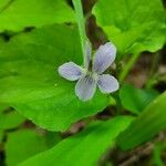 Viola blanda Blodyn