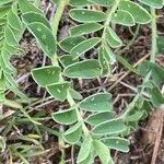 Astragalus depressus Fuelha