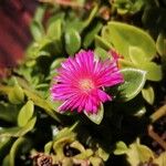 Mesembryanthemum cordifolium Blüte