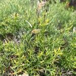 Stauracanthus genistoides Owoc