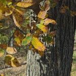 Ulmus crassifolia Blad